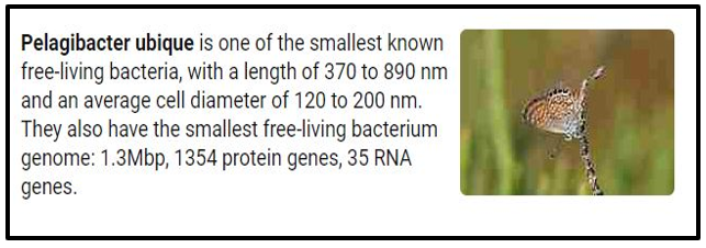 PELAGIBACTER.png